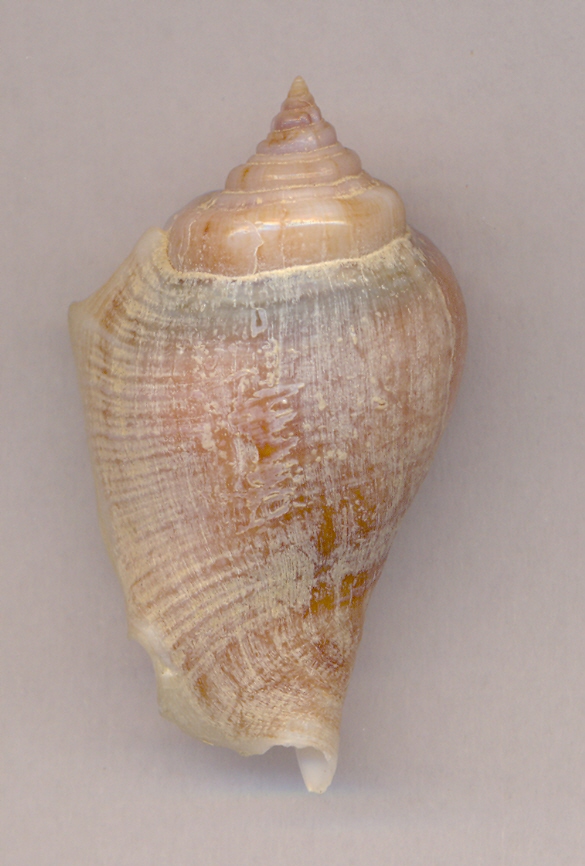 un  strombidae lessepsiano